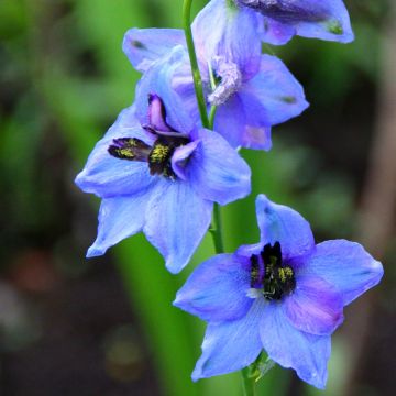Delphinium Pacific-hybrid Blauwal - Ridderspoor