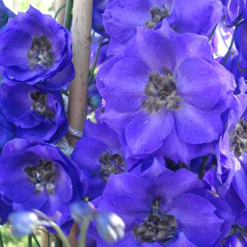 Delphinium Pacific Blue Jay - Ridderspoor