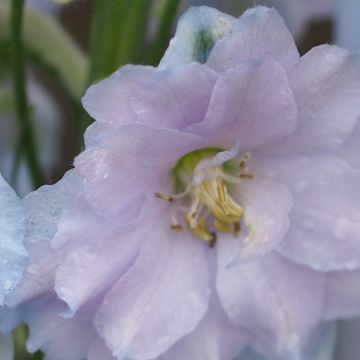 Delphinium Blue Lace - Ridderspoor