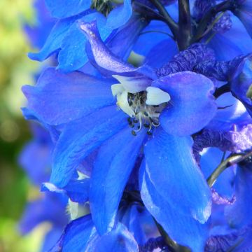 Delphinium Cristella - Ridderspoor