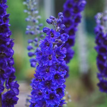 Delphinium Pacific-hybrid Magic Fountain Dark Blue-Black Bee - Ridderspoor