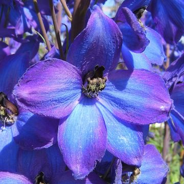 Delphinium F.W. Smith - Ridderspoor