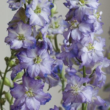 Delphinium elatum Fancy Purple Picotee (zaad) - Ridderspoor
