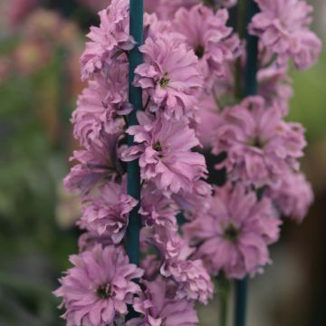 Ridderspoor Highlander Flamenco - Delphinium