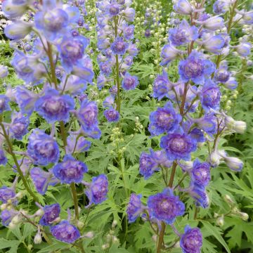 Delphinium Highlander Sweet Sensation - Ridderspoor