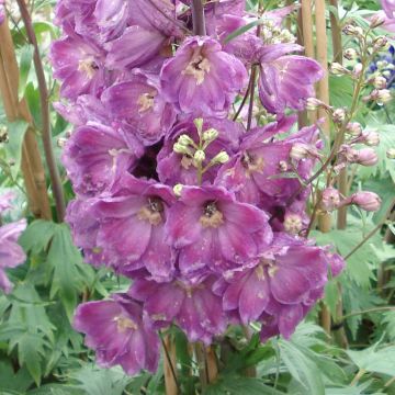 Delphinium Pacific Astolat - Ridderspoor