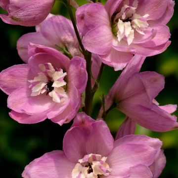 Delphinium Pacific Astolat - Ridderspoor