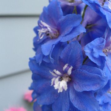 Delphinium Pacific Blue Bird - Ridderspoor