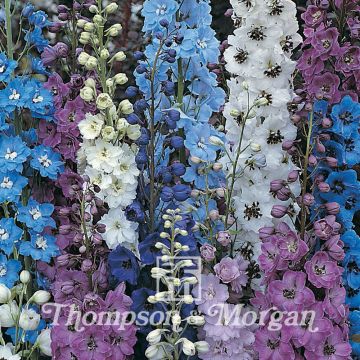 Delphinium hybridum Pacific Giants Mixed (zaad) - Ridderspoor