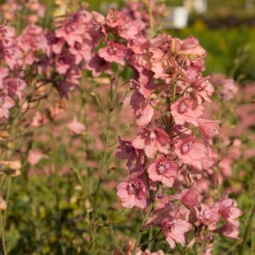 Delphinium Ruysii Pink Sensation - Ridderspoor