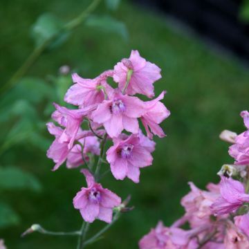 Delphinium Ruysii Pink Sensation - Ridderspoor