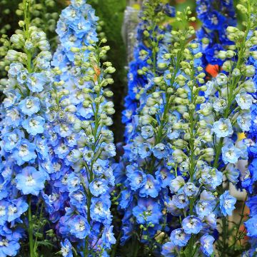Delphinium Pacific-hybrid Magic Fountain Sky Blue-White Bee - Ridderspoor