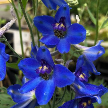 Delphinium belladonna Völkerfrieden - Ridderspoor