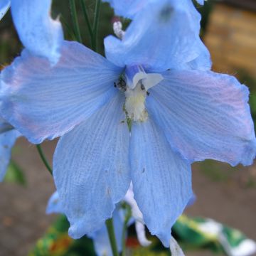 Delphinium belladonna Ballkleid - Ridderspoor