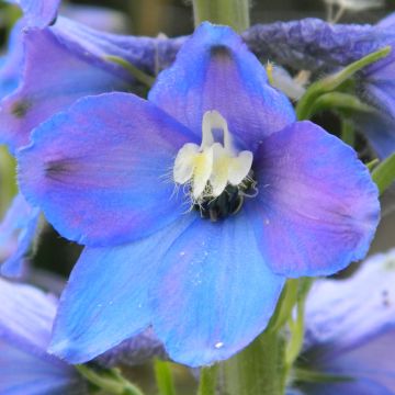 Delphinium belladonna Piccolo - Ridderspoor