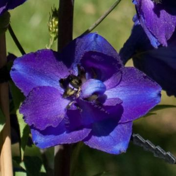 Delphinium belladonna Bellamosum - Ridderspoor