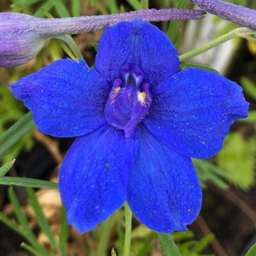 Delphinium grandiflorum Blauer Zwerg - Ridderspoor