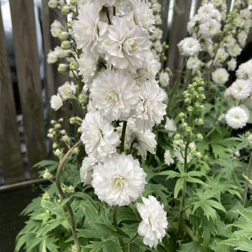 Delphinium elatum Highlander Samba - Ridderspoor
