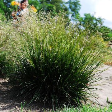 Deschampsia cespitosa - Ruwe smele