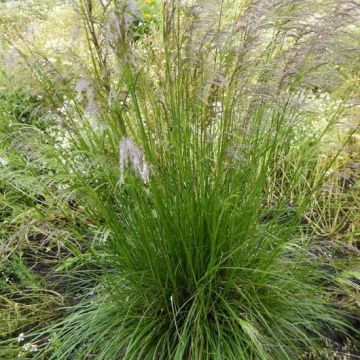 Deschampsia cespitosa Tardiflora - Ruwe smele