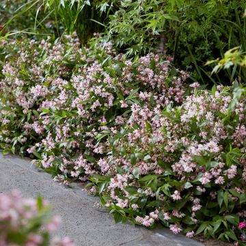 Deutzia Million Stars Pink Carpet - Bruidsbloem
