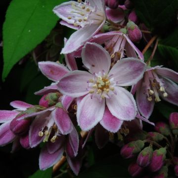 Deutzia Perle Rose - Bruidsbloem roze