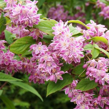 Deutzia Tourbillon Rouge - Bruidsbloem