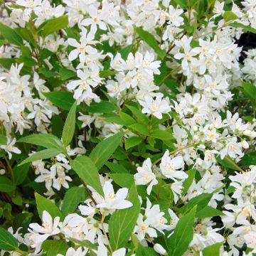 Deutzia Yuki Snowflake - Bruidsbloem