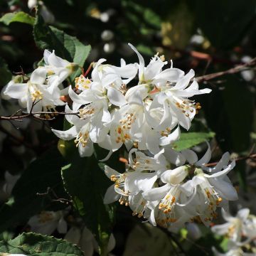 Deutzia magnifica - Bruidsbloem