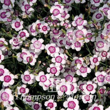 Dianthus deltoides Arctic Fire (zaad) - Steenanjer