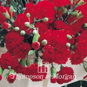 Dianthus caryophyllus Trailing Carnations Mixed (zaad) - Anjer