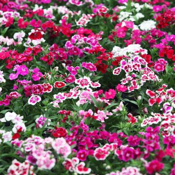 Duizendschoon Indian Carpet Mixed (zaad) - Dianthus barbatus