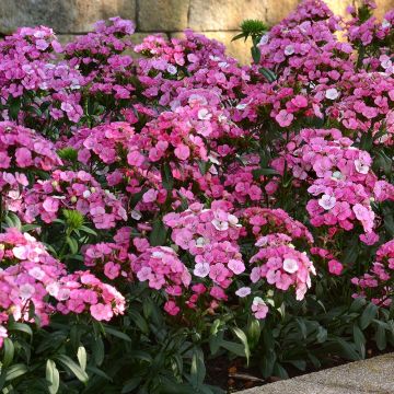 Dianthus barbatus Jolt Pink Magic - Grasanjer