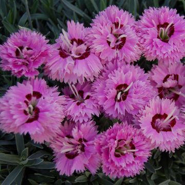 Anjer Pop Star - Dianthus