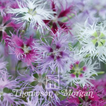 Dianthus Rainbow Loveliness Improved Mixed (zaad) - Anjer