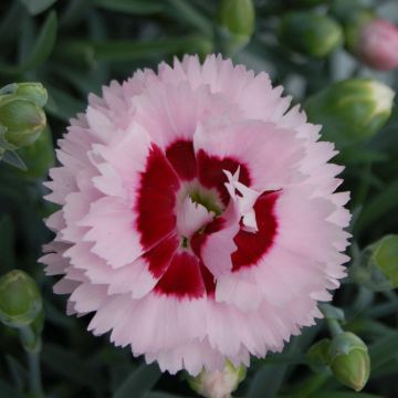 Dianthus plumarius Scent First Raspberry Sundae - Grasanjer