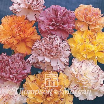 Dianthus caryophyllus Stripes & Picotees (zaad) - Anjer