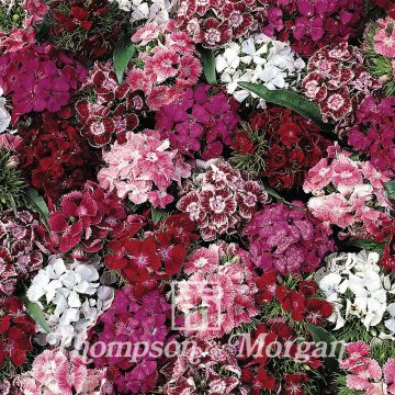Duizendschoon Summer Sundae (zaad) - Dianthus barbatus