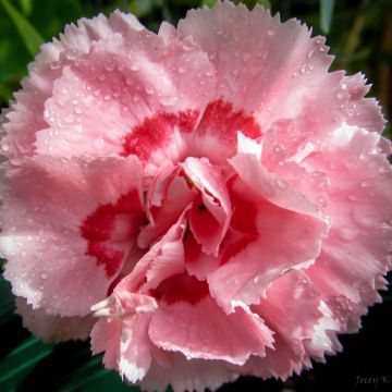 Anjer Whatfield Supergem - Dianthus