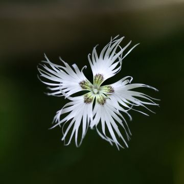 Dianthus arenarius - Zandanjelier
