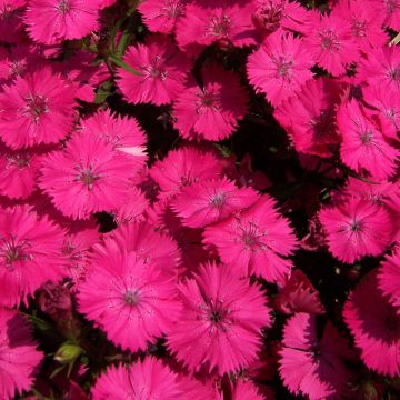 Duizendschoon Pink Beauty - Dianthus barbatus
