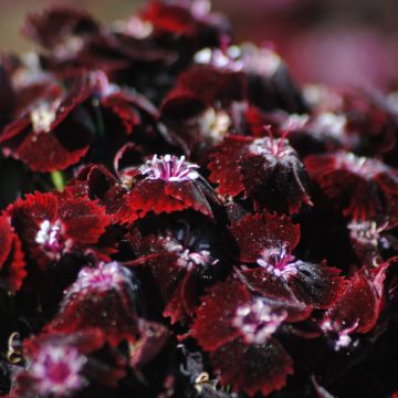 Duizendschoon Sooty - Dianthus barbatus nigrescens