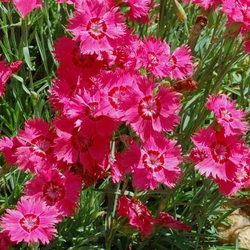 Dianthus deltoides Brillant - Steenanjer