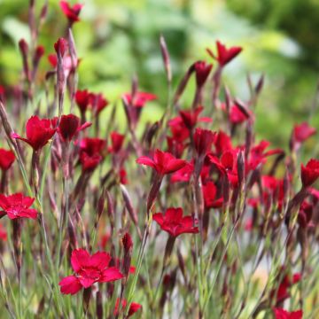Dianthus deltoides Flashing Light - Steenanjer