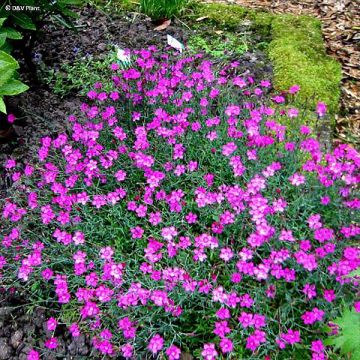 Dianthus deltoides - Steenanjer