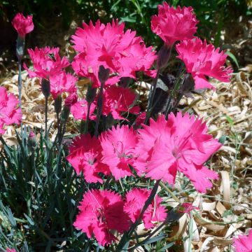 Dianthus gratianopolitanus Badenia - Rotsanjer
