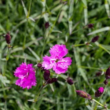 Dianthus gratianopolitanus Badenia - Rotsanjer
