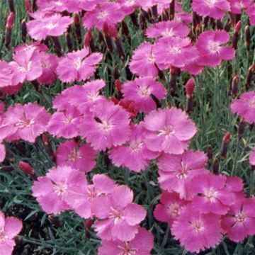 Dianthus gratianopolitanus Eydangeri - Rotsanjer