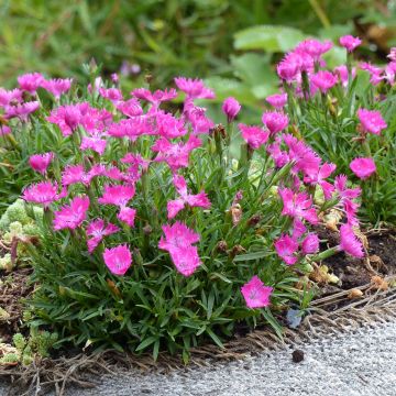 Dianthus gratianopolitanus Kahori - Rotsanjer