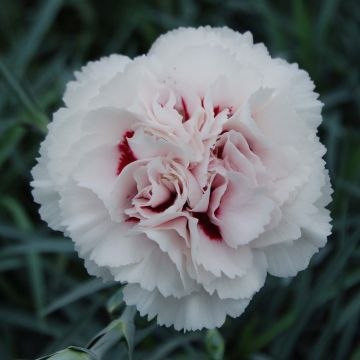 Dianthus plumarius Cranmere Pool - Grasanjer